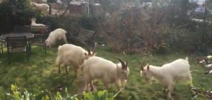 Se fueron de paseo y al regresar su casa estaba tomada por cabras (foto)