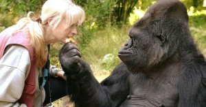 Murió Koko, la gorila que dominaba el lenguaje de signos