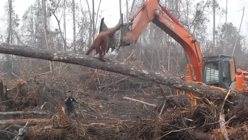 Un orangután se enfrentó a una excavadora que destruía su hogar (video)