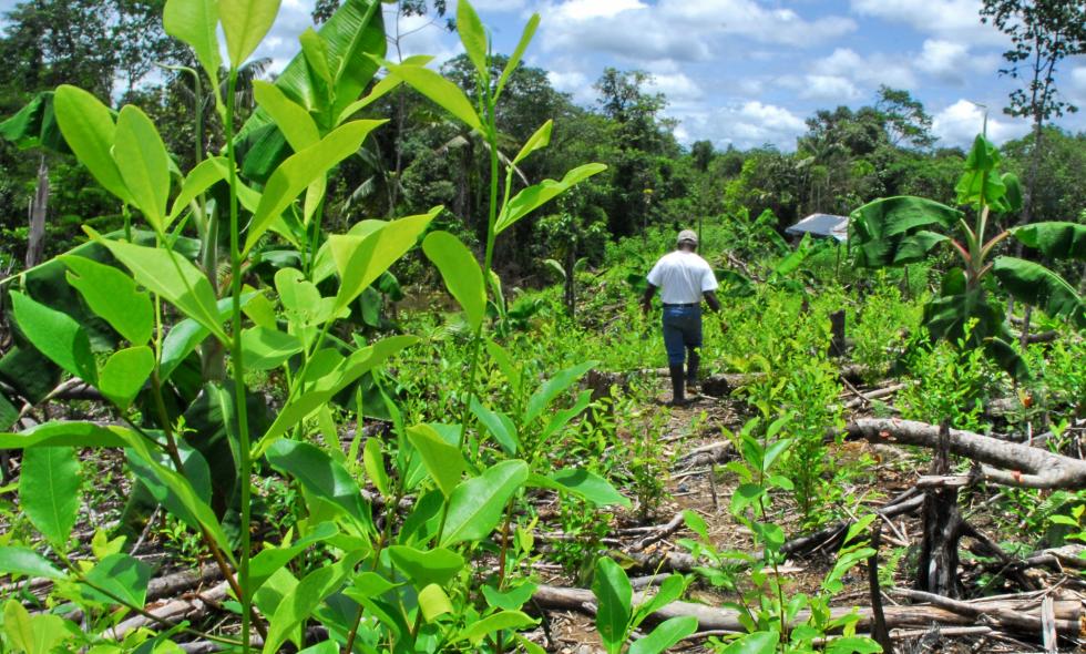 EEUU pide a Colombia reducir cultivos de coca y producción de cocaína