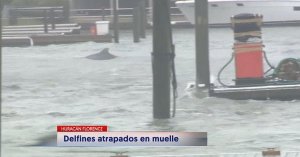 ¡Insólito! Delfines nadan en las calles de Carolina del Norte tras el paso del huracán Florence (Video)