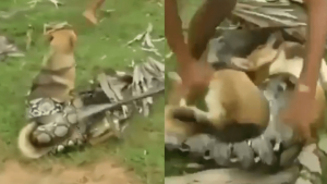 EN VIDEO: Grupo de niños salva a un perro de ser devorado por una serpiente
