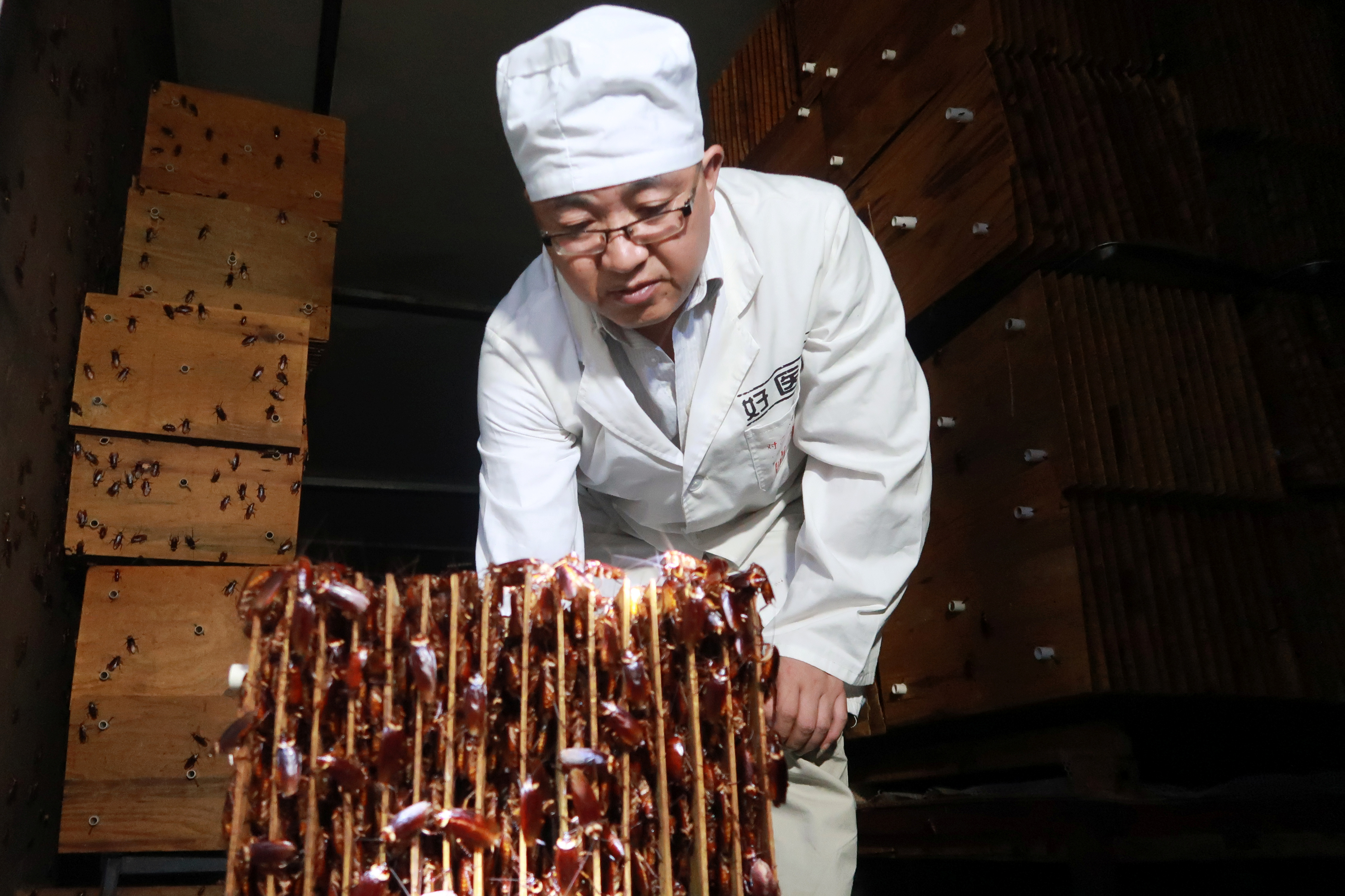 Millones de cucarachas trabajan triturando desechos de cocina en China