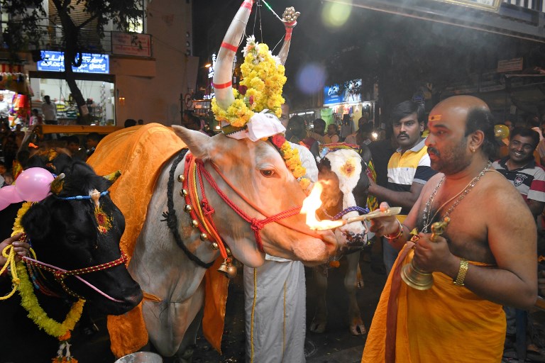 Vacas caminan sobre fuego en un festival en India (Fotos)