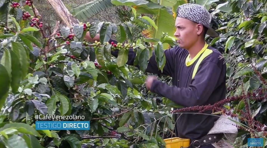 Testigo Directo: Venezolanos se labran una vida más feliz recolectando café en Colombia (Video)