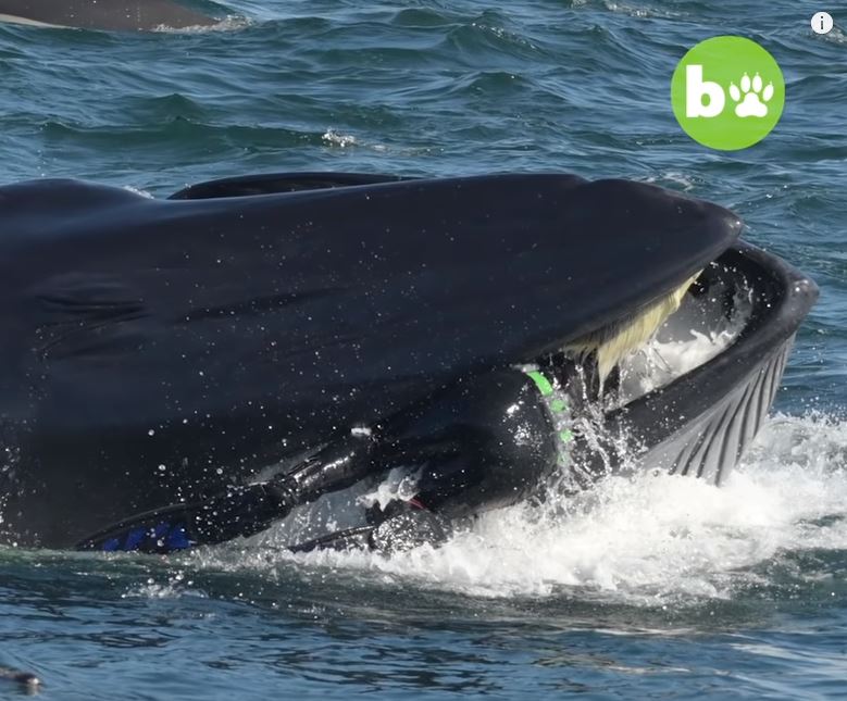 ¿Y Pinocho?… Casi fue tragado por una ballena y quedó registrado en VIDEO