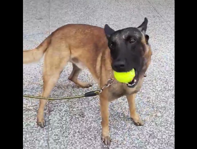 La ternura del día: Tres ángeles caninos dejan PoliChacao para regresar con sus dueños (VIDEO)