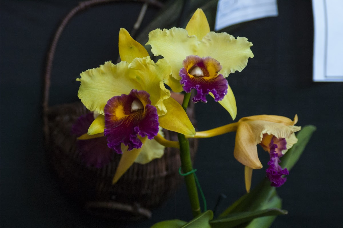 La Fundación Cultivadores de Orquídeas expone de nuevo en Caracas