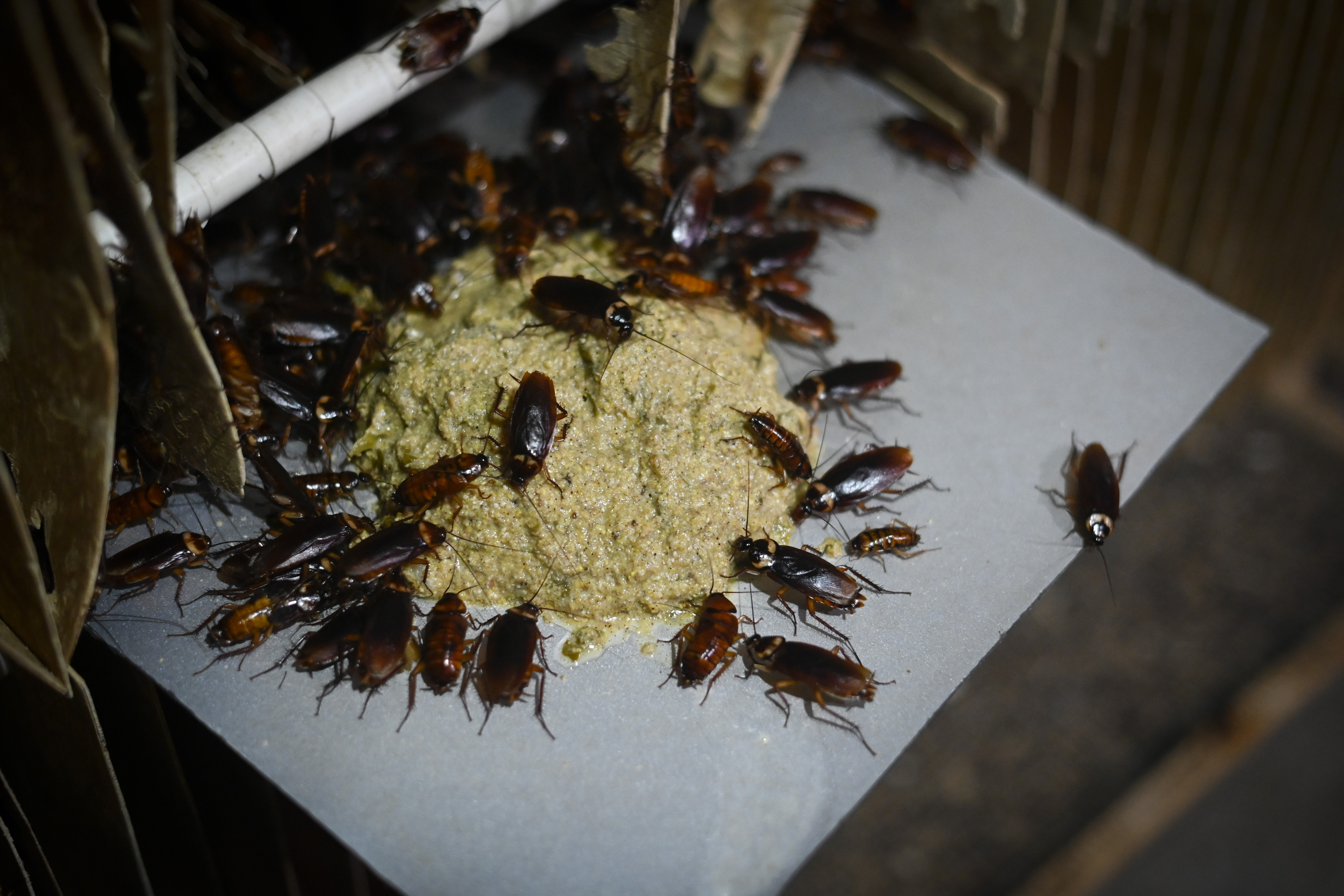 ¿Cucaracha laqueada o con picante? En China estos bichos se degustan