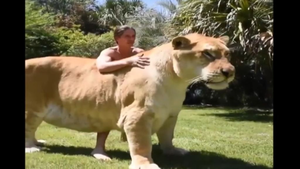 Hijo de tigresa y león sorprende al mundo por su parecido con un dientes de sable (Fotos y videos)