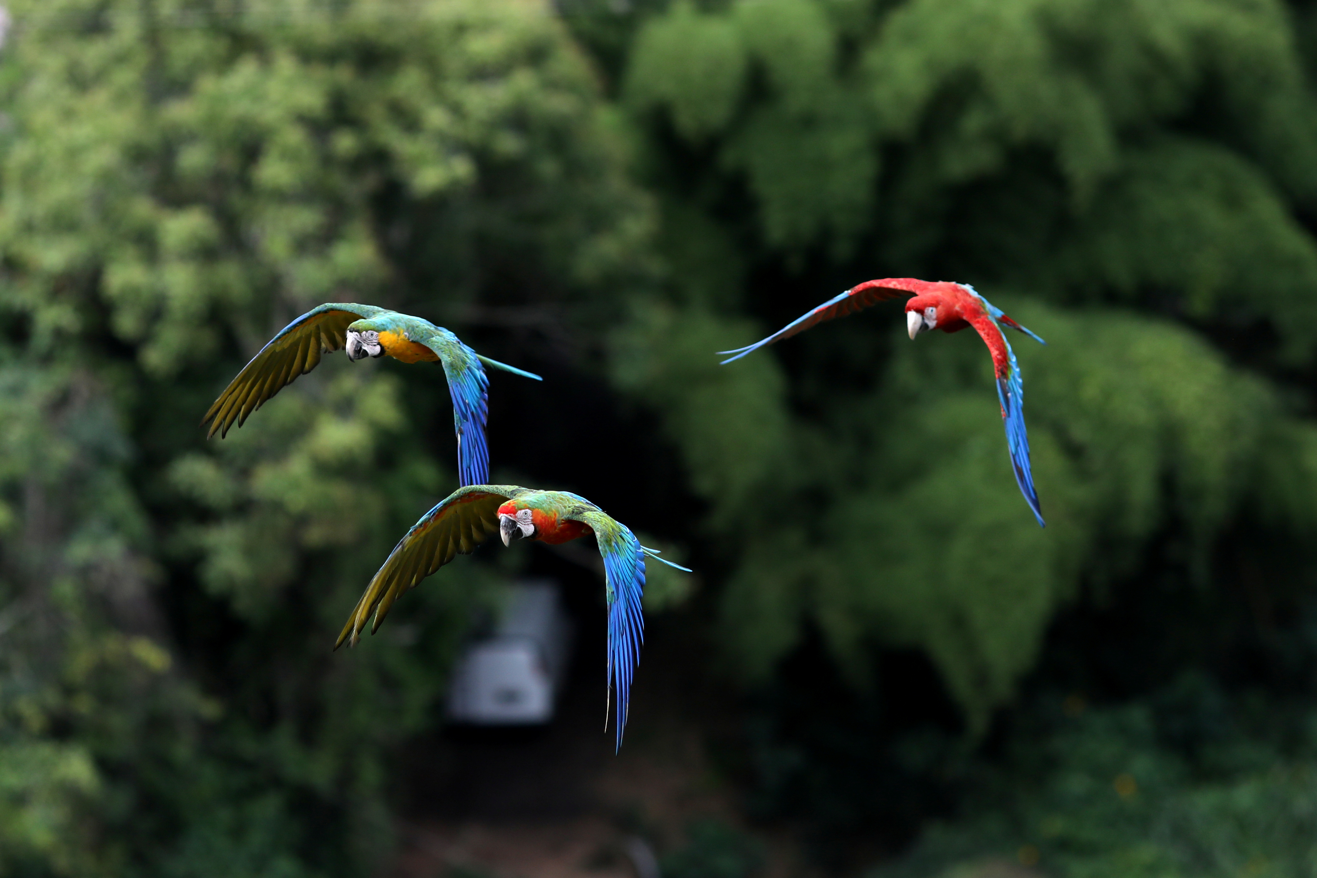 Aves utilizan sus pulmones para modificar la mecánica del vuelo, revela nuevo estudio