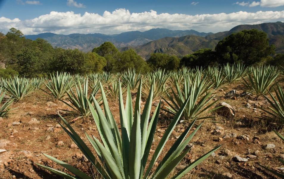 El tequila y el mezcal están sacando zonas rurales de México de la pobreza