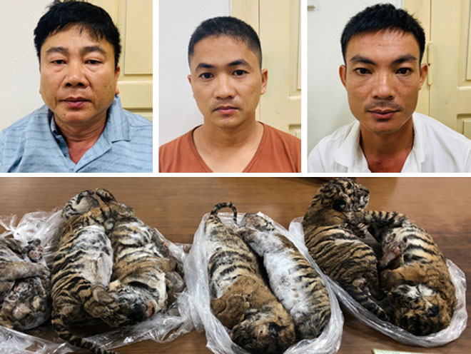 Hallan siete tigres congelados en un carro en Vietnam (foto)