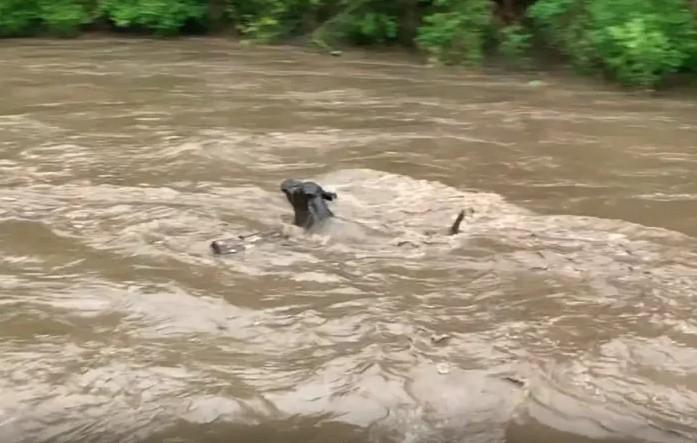 El momento en que un rebaño de vacas es arrastrado por un río (VIDEO)