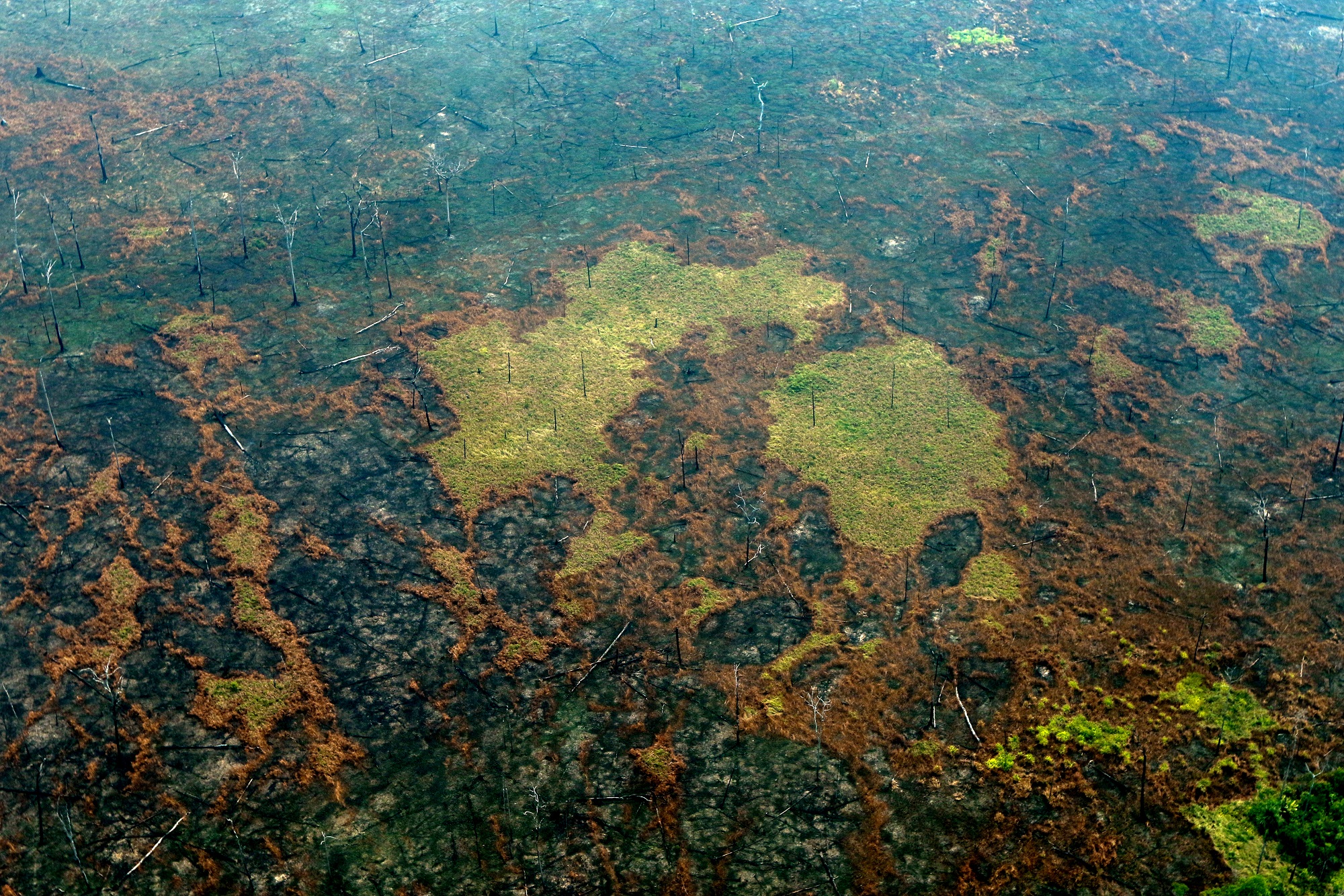 Inquietante hallazgo indicó que la selva amazónica podría empeorar el calentamiento global