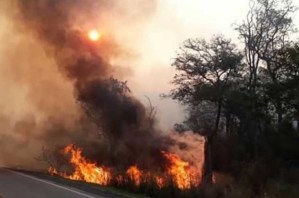 Desastre ecológico: Incendio forestal en Bolivia afecta a más de 460.000 hectáreas