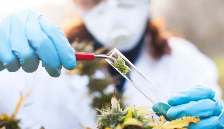 Compañía recibió certificación para producir cannabis medicinal en Colombia