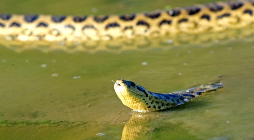 En imágenes: Una anaconda y un caimán se pelean a muerte en la Amazonia