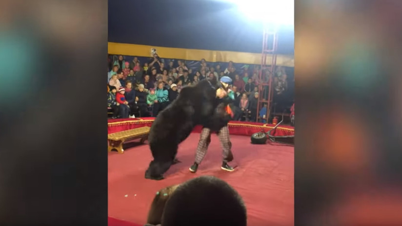 El momento cuando un oso de circo atacó a su domador en plena función (Imágenes fuertes)