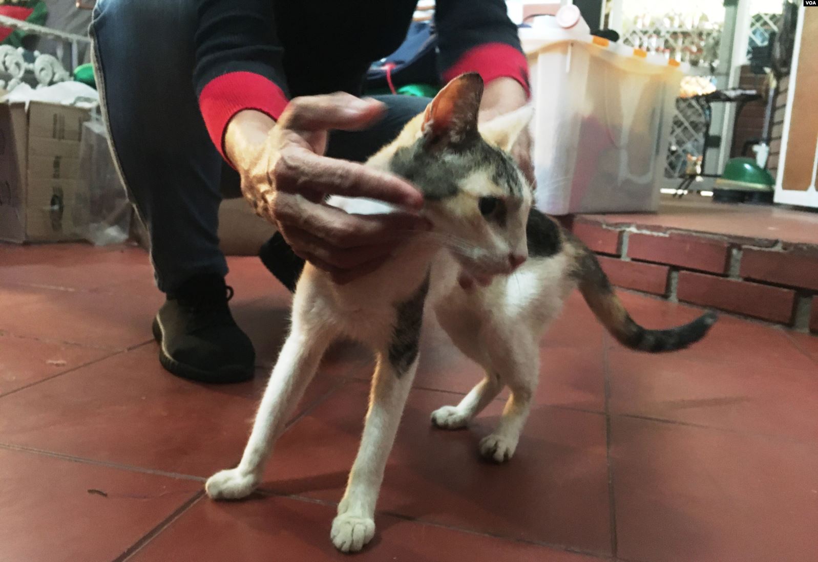 En Táchira los gatos están amenazados por santeros y la gente que los busca para comérselos