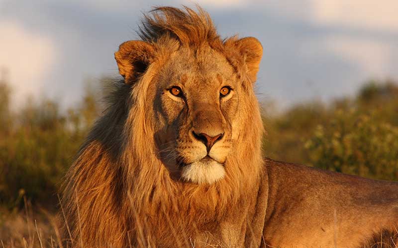 Viral: Un joven entra a un zoológico para enfrentar a un león en la India