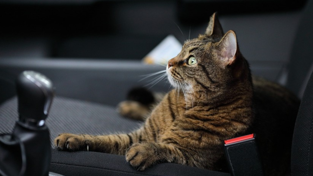 ¡INSÓLITO! Olvidó cerrar la ventana de su carro y unos gatos “hicieron fiesta” allí adentro (Video)