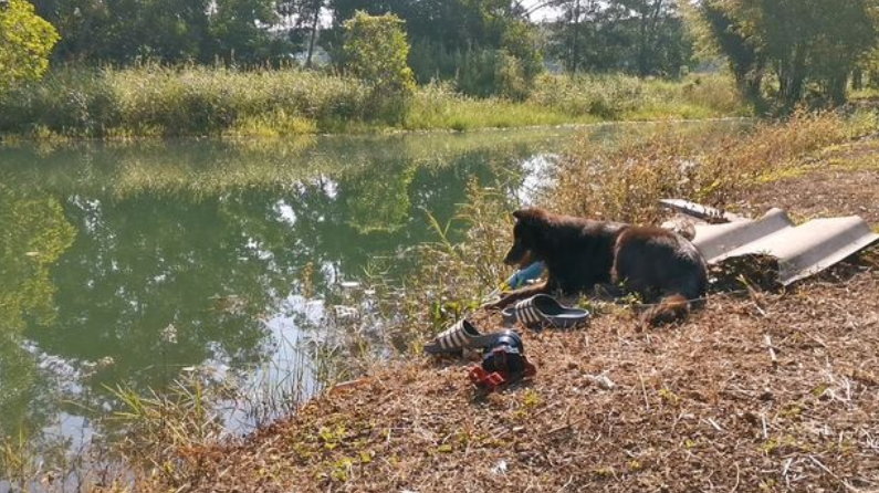 Los gemidos del leal perrito que esperó al lado del estanque donde se ahogó su dueño