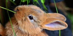 ¡Ouch! Conejo quedó atorado por sus largas orejas pero alguien se apiadó de su llanto (VIDEO)
