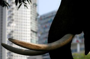 Un elefante se coló en un hotel de cinco estrellas en Sri Lanka (Video)