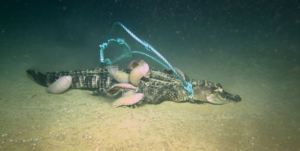 Descubren misteriosa bestia que se devoró unos caimanes en profundidades marinas