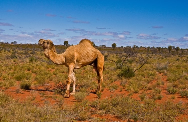 Miles de camellos salvajes serán asesinados a tiros en Australia debido a la sequía