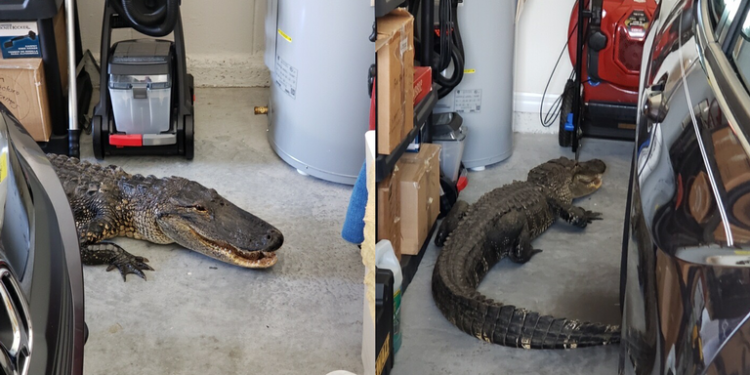 Hombre de Sarasota dejó el garaje abierto y se encontró con un cocodrilo