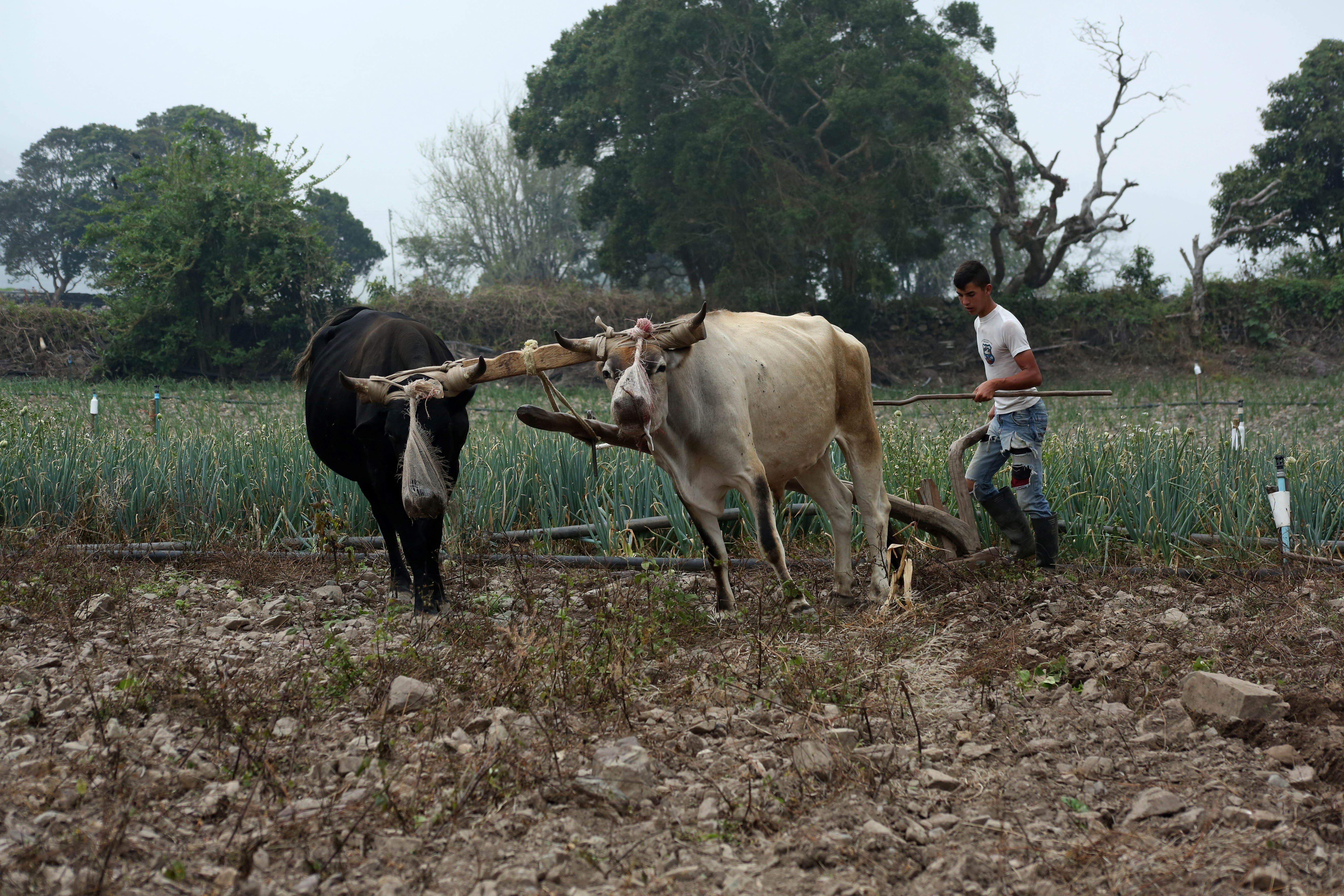 Se avecina incremento de precios en leche y carne tras aumento del diésel