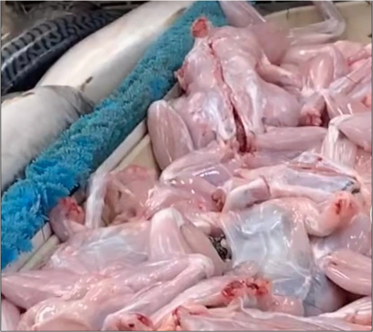 VIRAL: En plena pandemia por coronavirus captan a un pollo zombi en un supermercado (VIDEO)