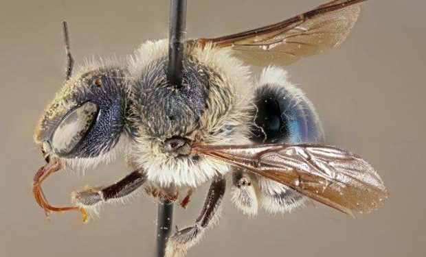 Una extraña abeja azul reaparece en Florida