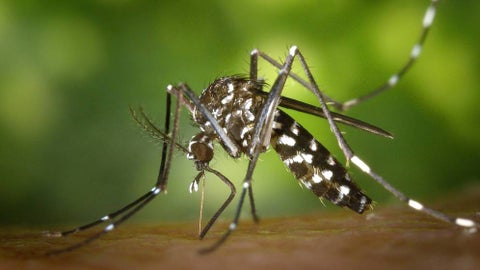 Alerta de enfermedad transmitida por mosquitos para Miami-Dade