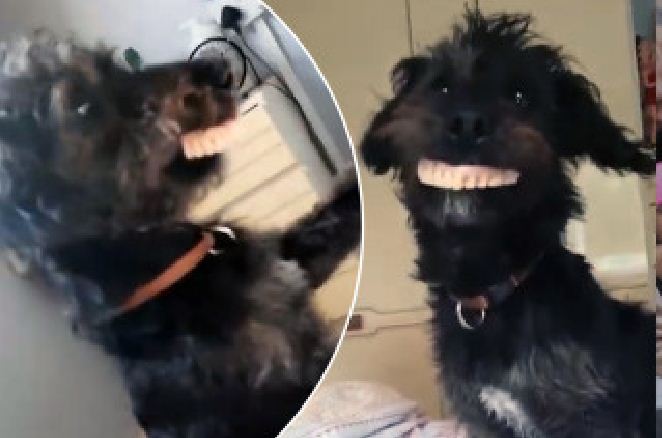 ¡Lo mejor del día! Travieso perro causa carcajadas luego de ponerse la dentadura postiza de su dueña (VIDEO)