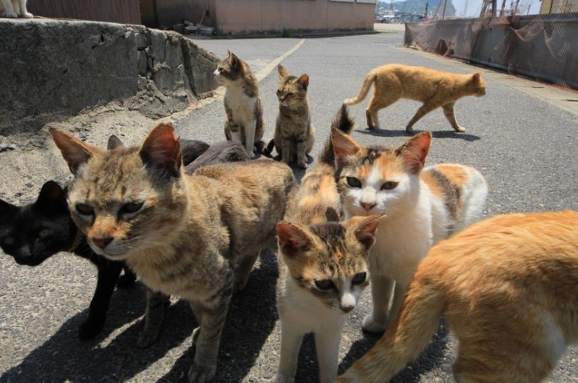 Develaron el macabro misterio de la muerte de decenas de felinos en la “isla de los gatos” de Japón