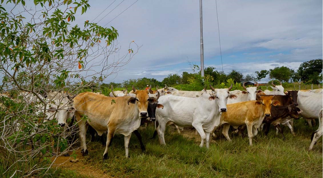 UNT: Iraquíes consumirán la carne que no pueden comer los venezolanos