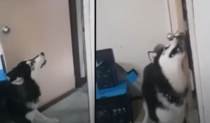 VIRAL: Perro no quiere que novia de su dueño lo regañe y le cierra la puerta en la cara (VIDEO)