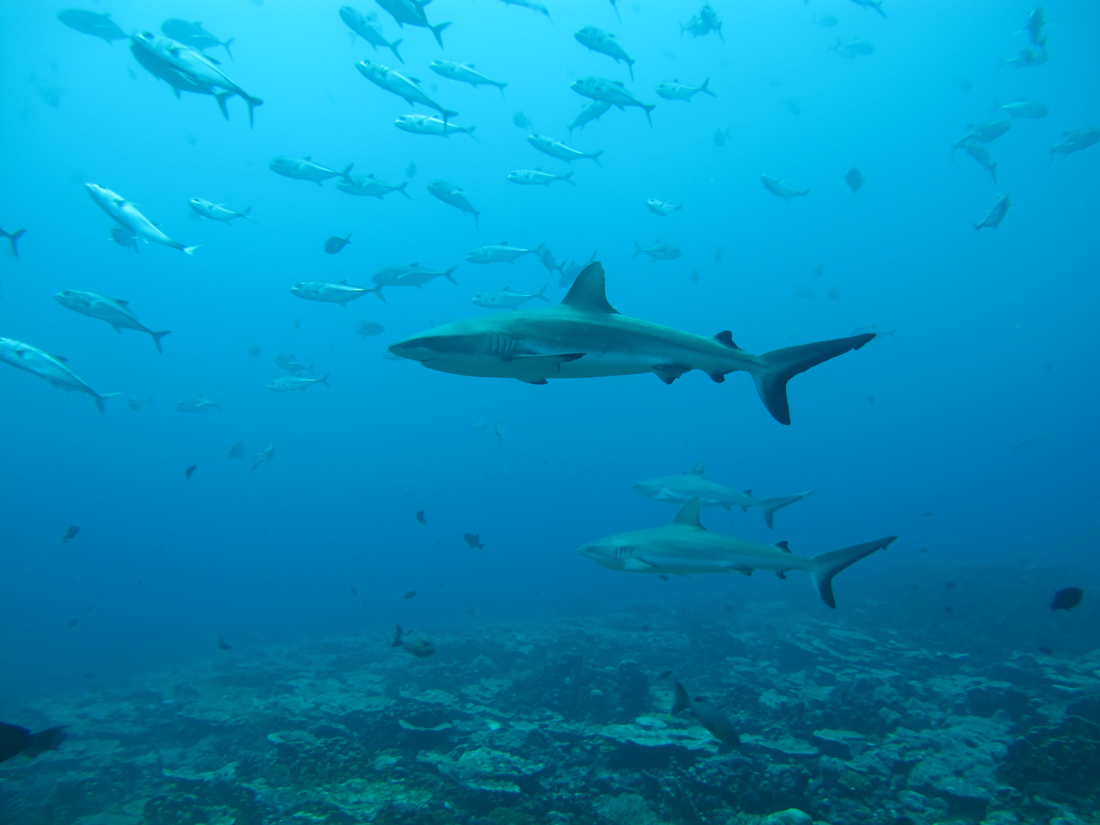 El Caribe investiga el auge de población de tiburones tras recientes ataques