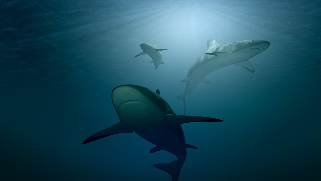 El GPS de la naturaleza: Tiburones usan campos magnéticos para orientarse