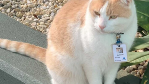 VIRAL: Un gato emprendedor acudió a un hospital durante un año y ahora es guardia de seguridad (FOTOS)