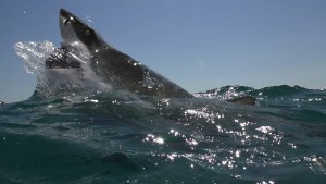 ¡SUSTO! Un enorme tiburón blanco asustó a varios hombres al sacudir y morder el motor de su bote (Video)