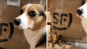 Sorprendió a su mascota robando batatas pero no resistió ver su cara de culpable  (Video)