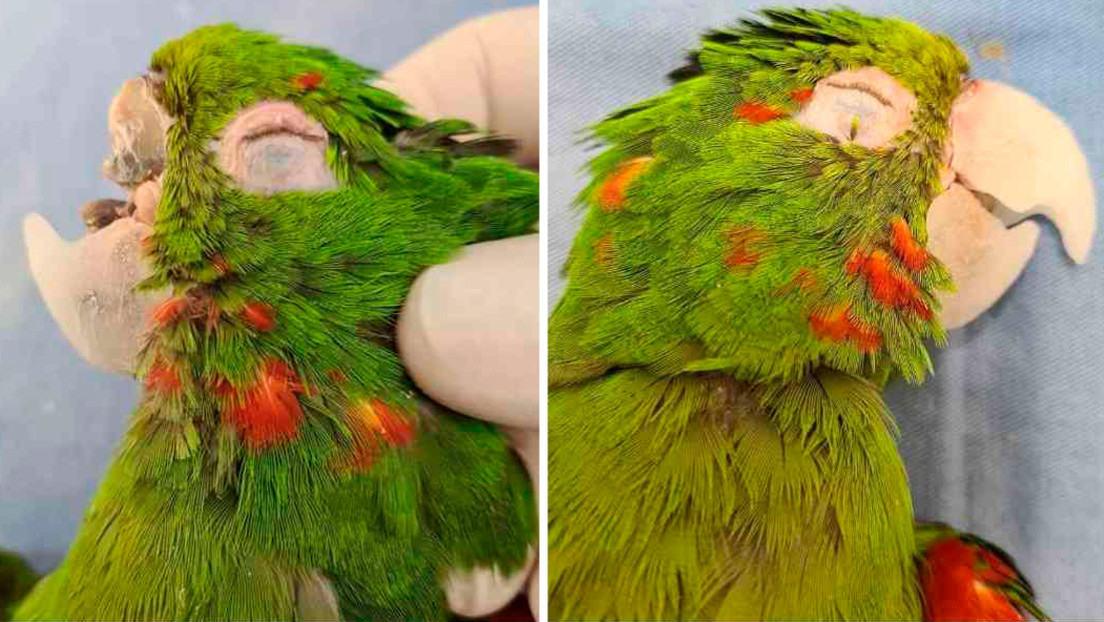 Reconstruyeron el pico de un loro que sufrió una fractura y no podía comer (Fotos y video)