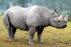Murió rinoceronte negro del zoológico de Miami, el más longevo de Norteamérica