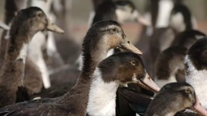 Sacrifican a más de 200.000 patos en Francia por brote de gripe aviar