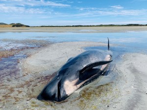 Rescatan a ballenas varadas en Nueva Zelanda pero la preocupación continúa