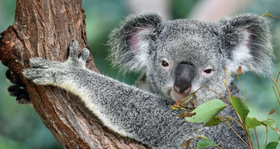 Por qué se cree que los koalas se “drogan” con hojas de eucalipto